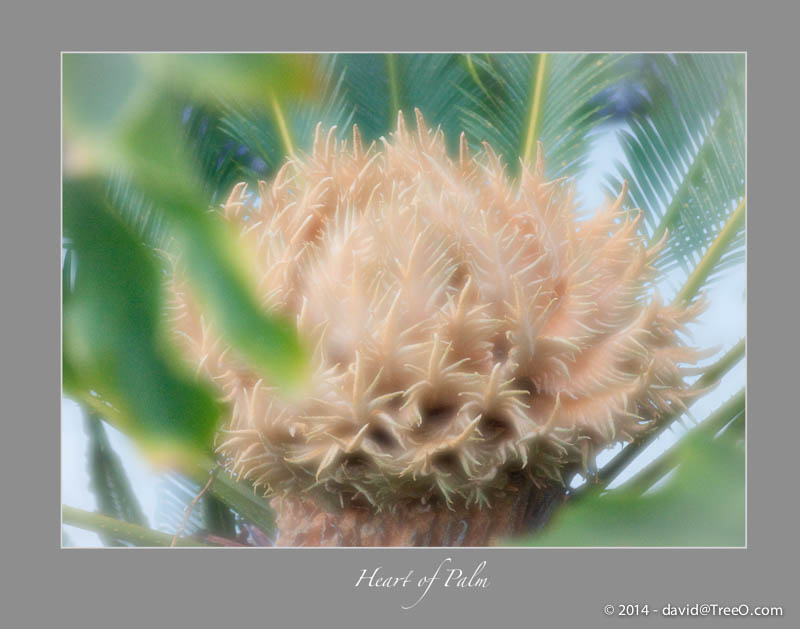 Heart of Palm