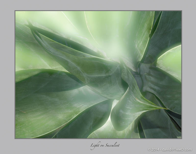 Light on Succulent