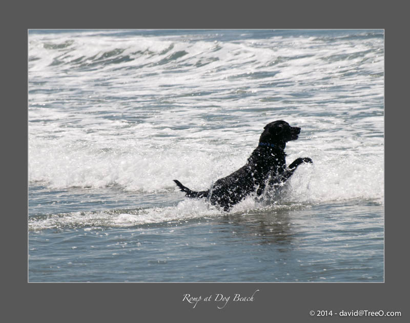 Romp at Dog Beach