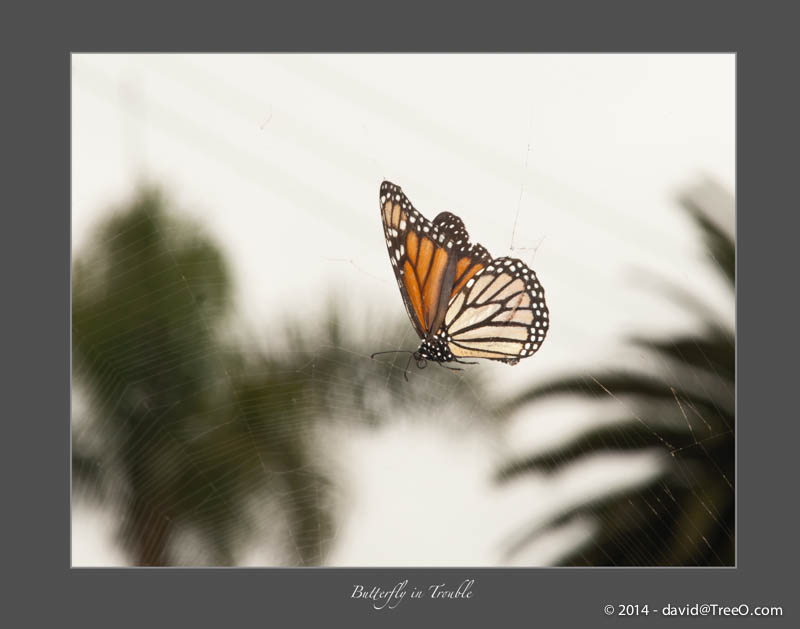 Butterfly in Trouble