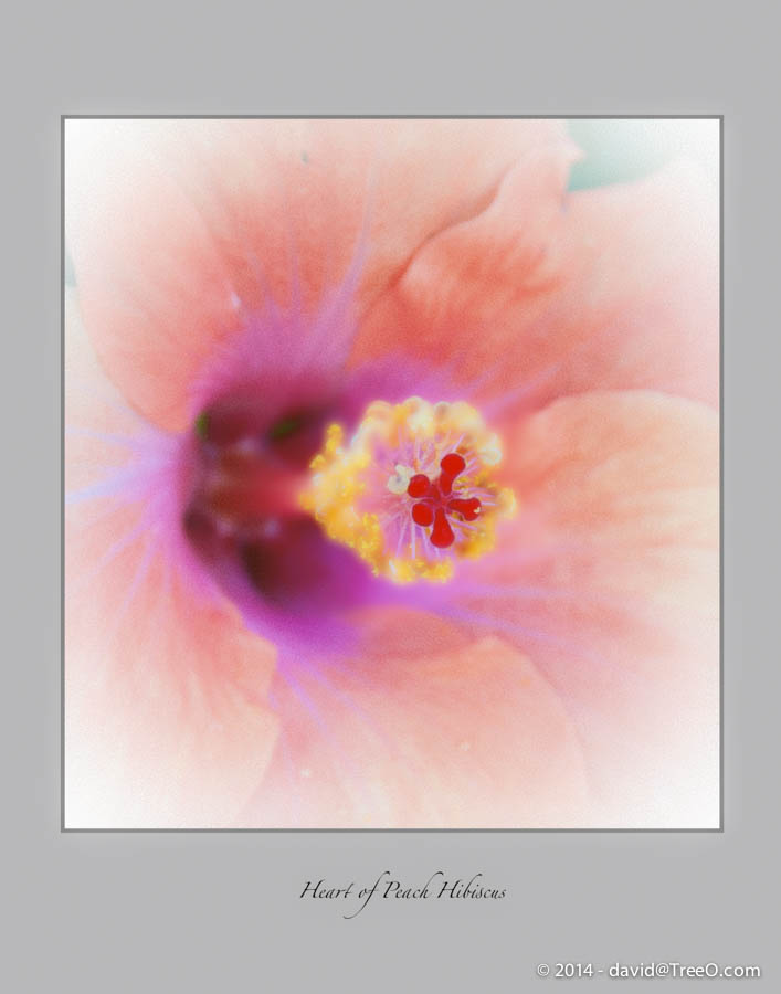 Heart of Peach Hibiscus