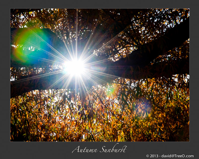 Autumn Sunburst