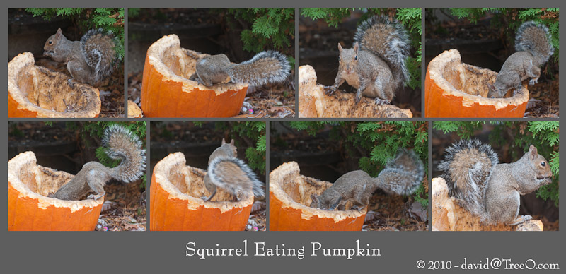 Squirrel Eating Pumpkin