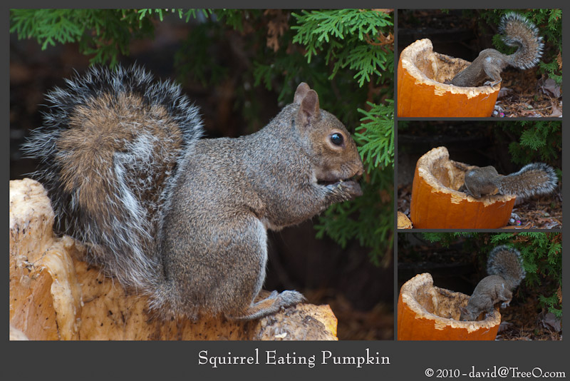 Squirrel Eating Pumpkin - Haddonfield, New Jersey - November 6, 2010