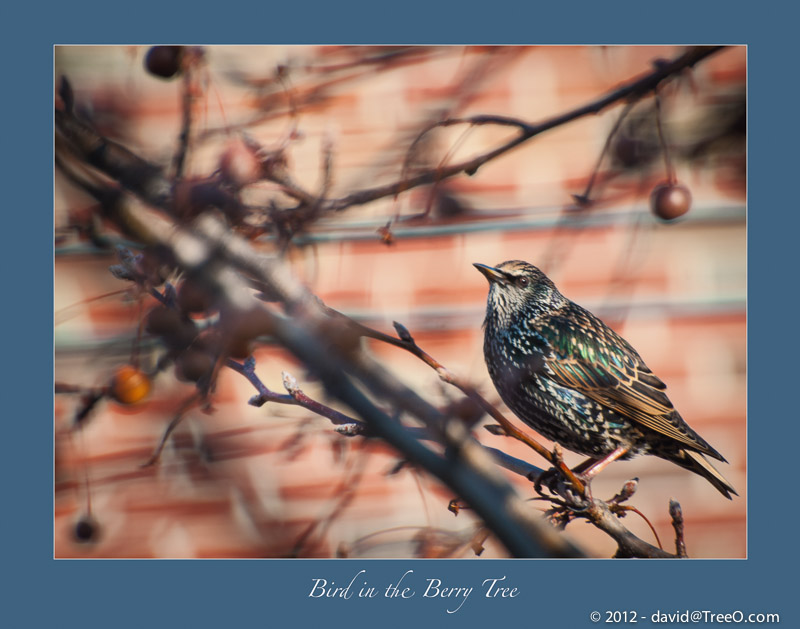 Bird in the Berry Tree