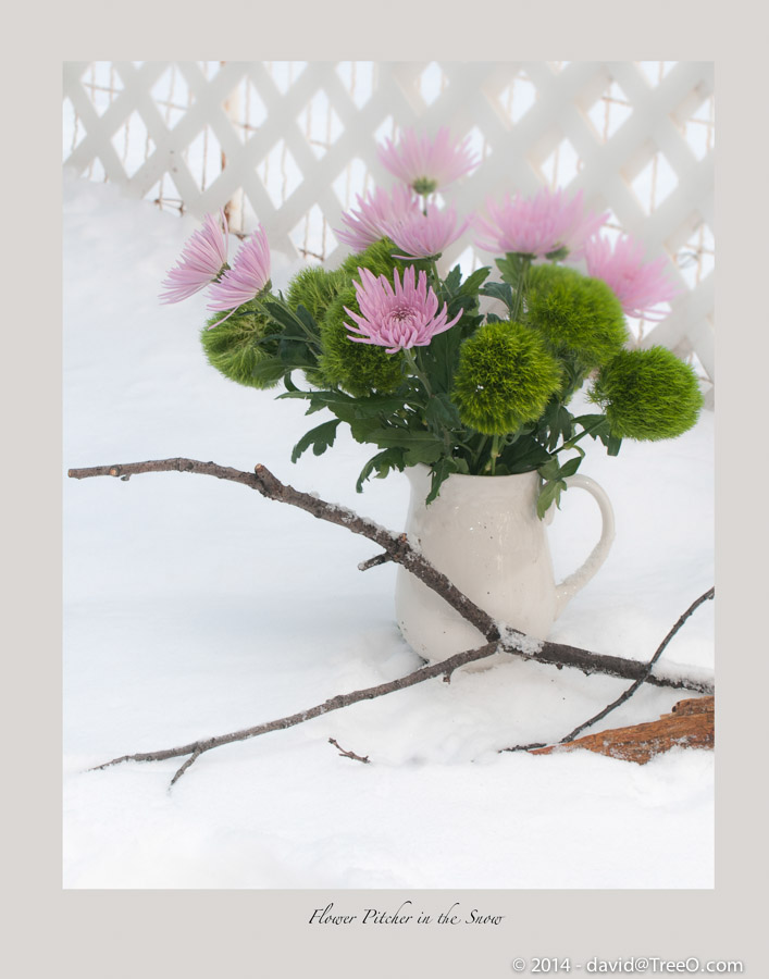 Flower Pitcher in the Snow