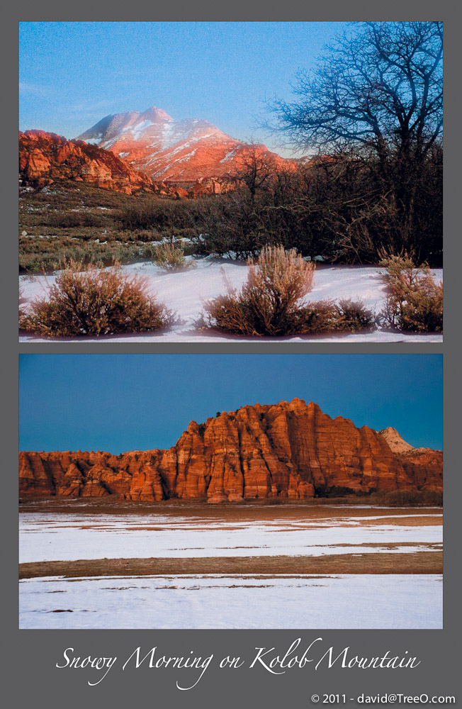 Snowy Morning on Kolob Mountain