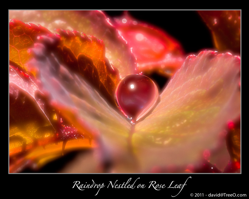 Raindrop Nestled on Rose Leaf