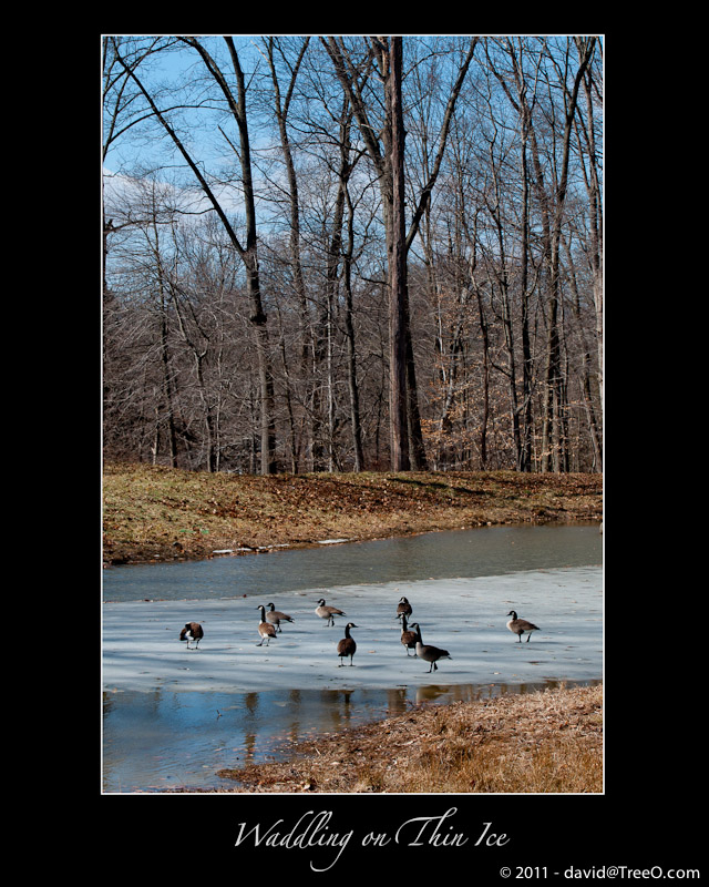 Waddling on Thin Ice