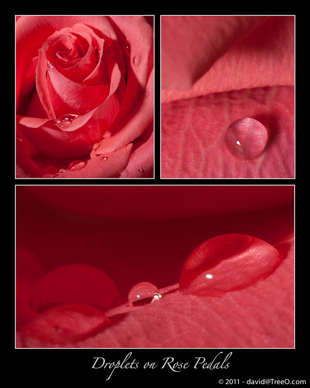 Droplets on Rose Pedals