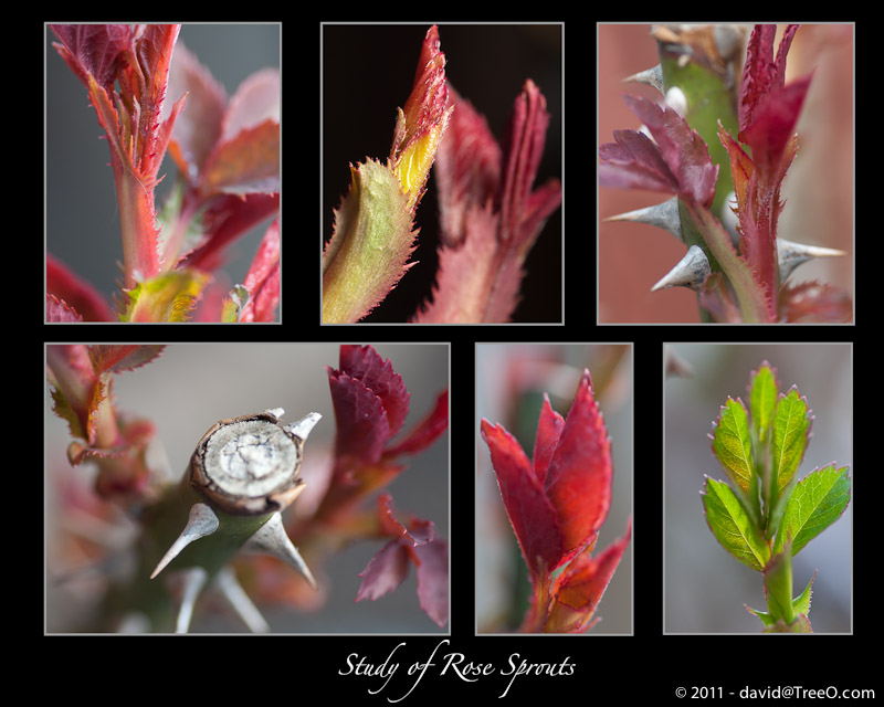 Study of Rose Sprouts