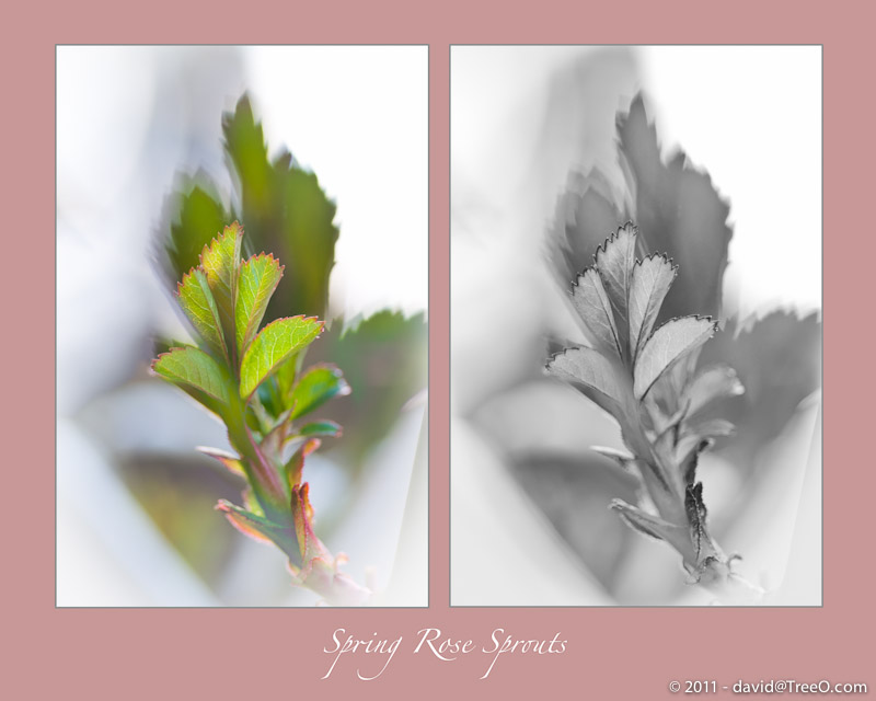 Spring Rose Sprouts