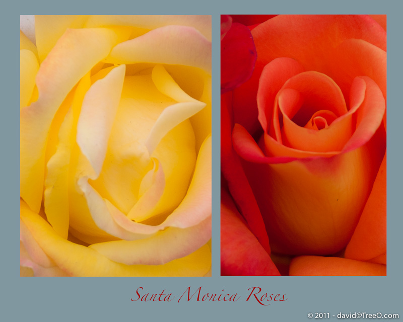 Santa Monica Roses