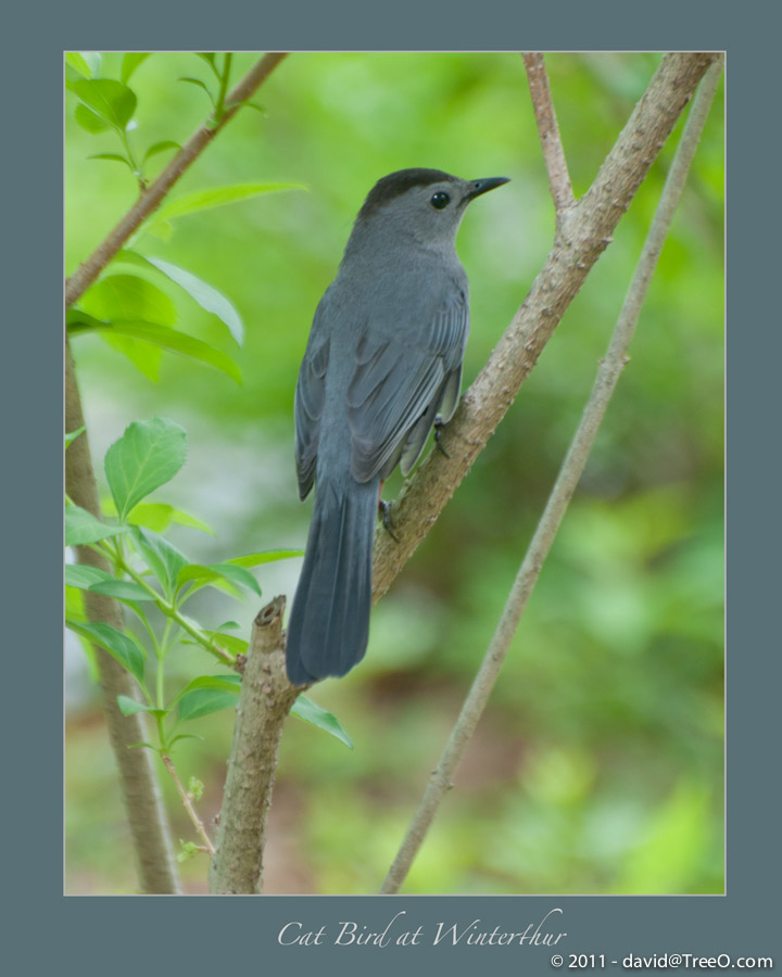 Cat Bird at Winterthur - Wilmington, Delaware - May 1, 2011