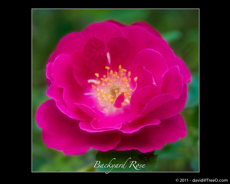 Backyard Rose