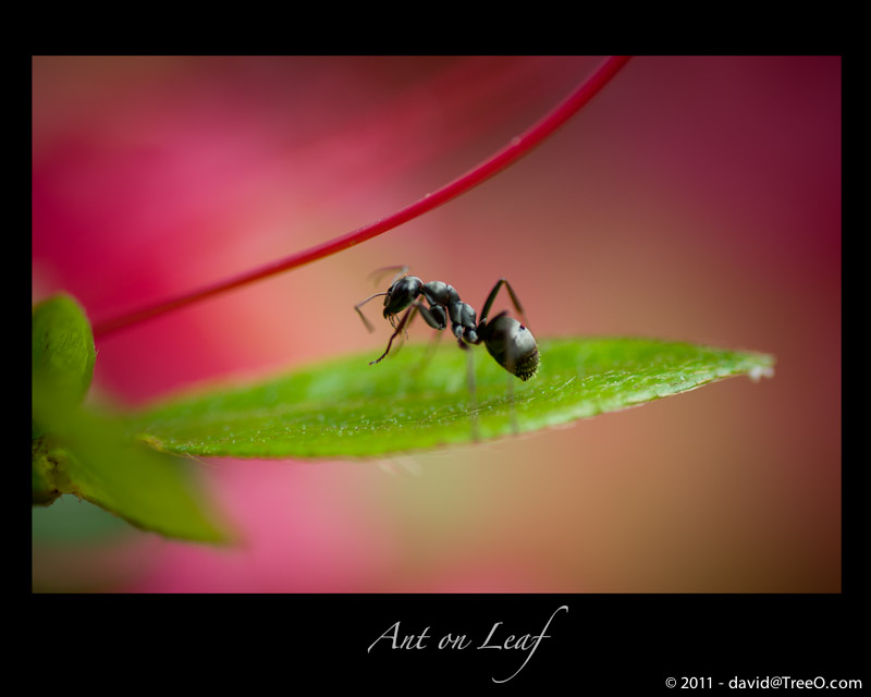 Ant on Leaf