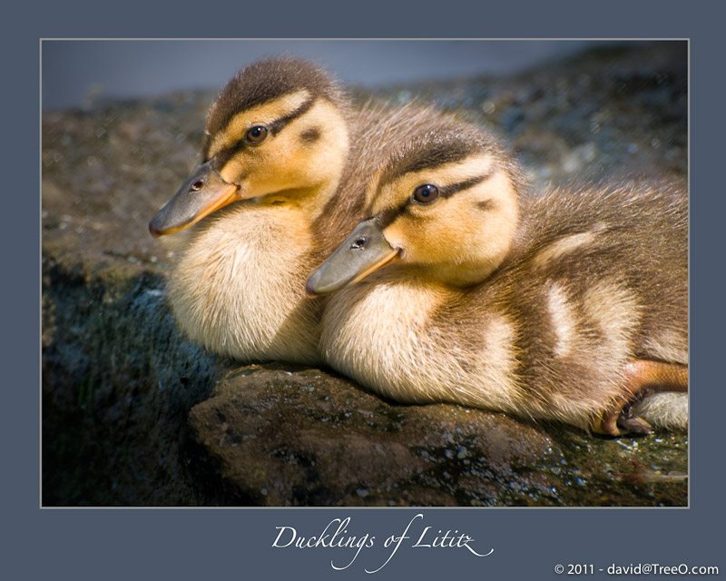 Ducklings of Lititz