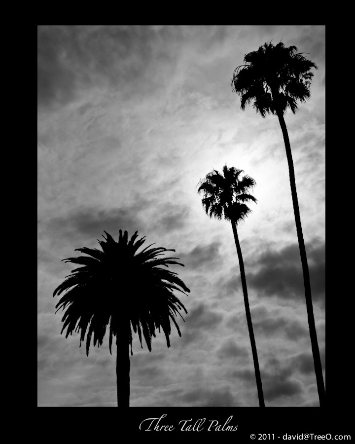 Silhouette de Palms