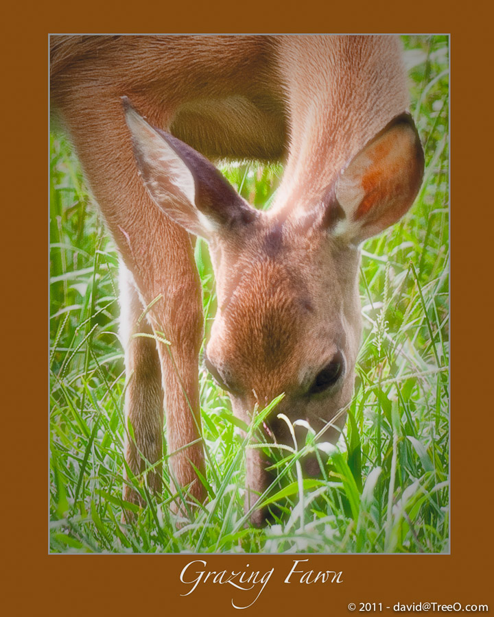 Grazing Fawn