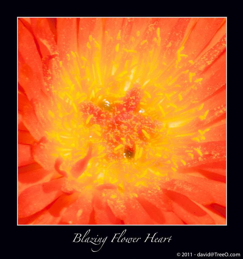 Blazing Flower Heart