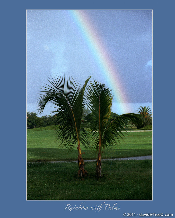 Rainbow with Palms