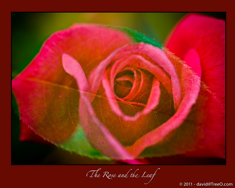 The Rose and the Leaf
