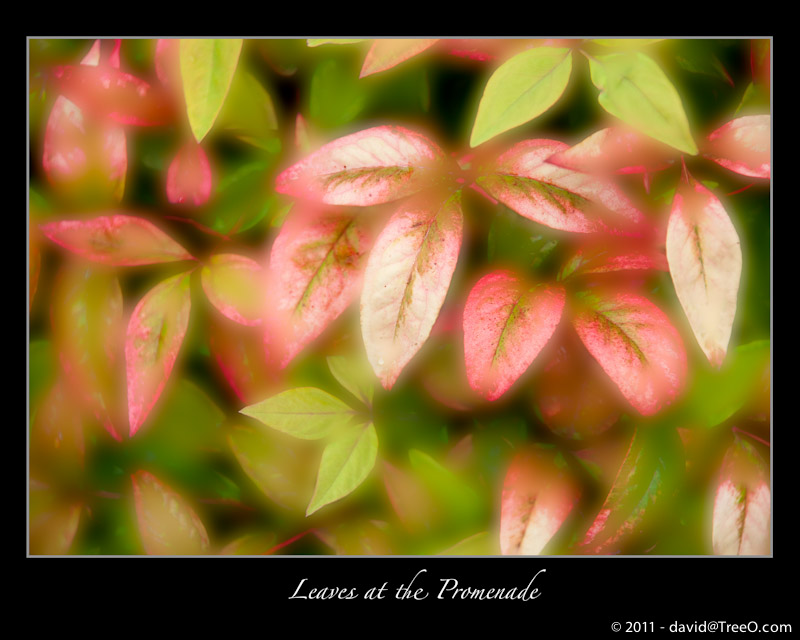 Leaves at the Promenade