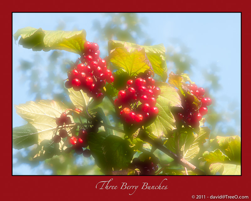 Three Berry Bunches