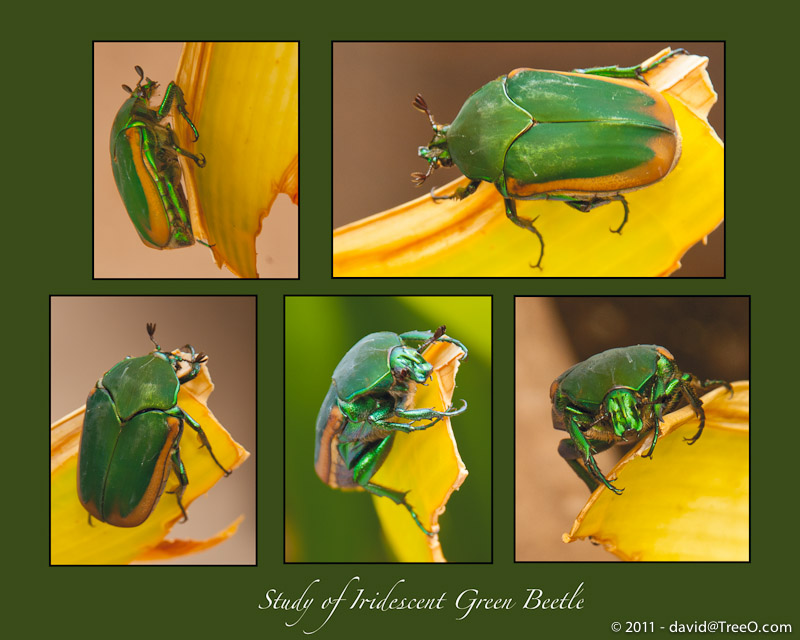 Study of Iridescent Green Beetle