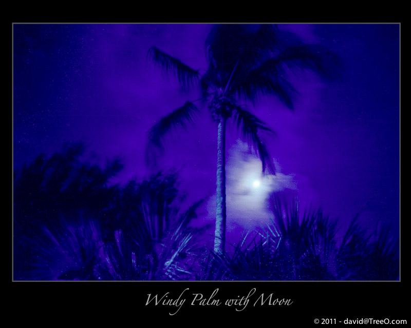 Windy Palm with Moon