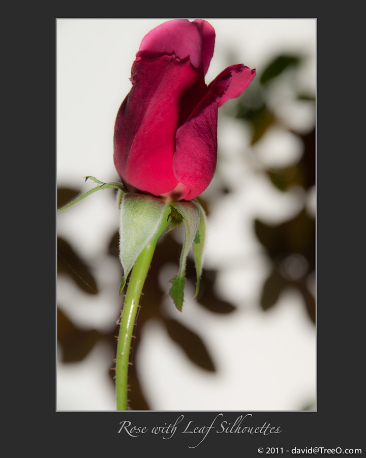 Rose with Leaf Silhouettes