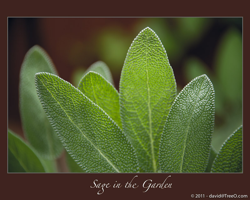 Sage in the Garden