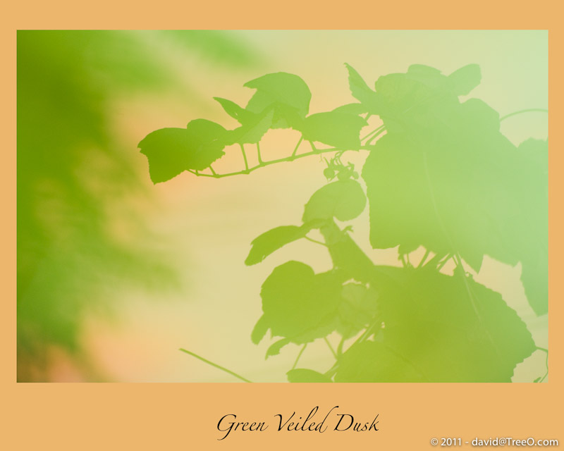 Green Veiled Dusk