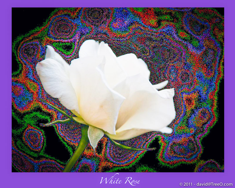 White Rose with Psychodelic Background