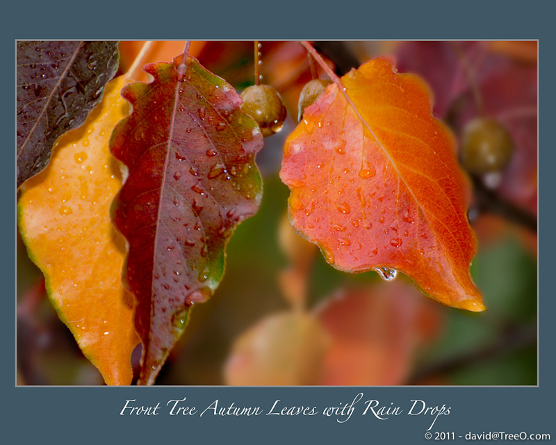 Front Tree Autumn Leaves with Rain Drops