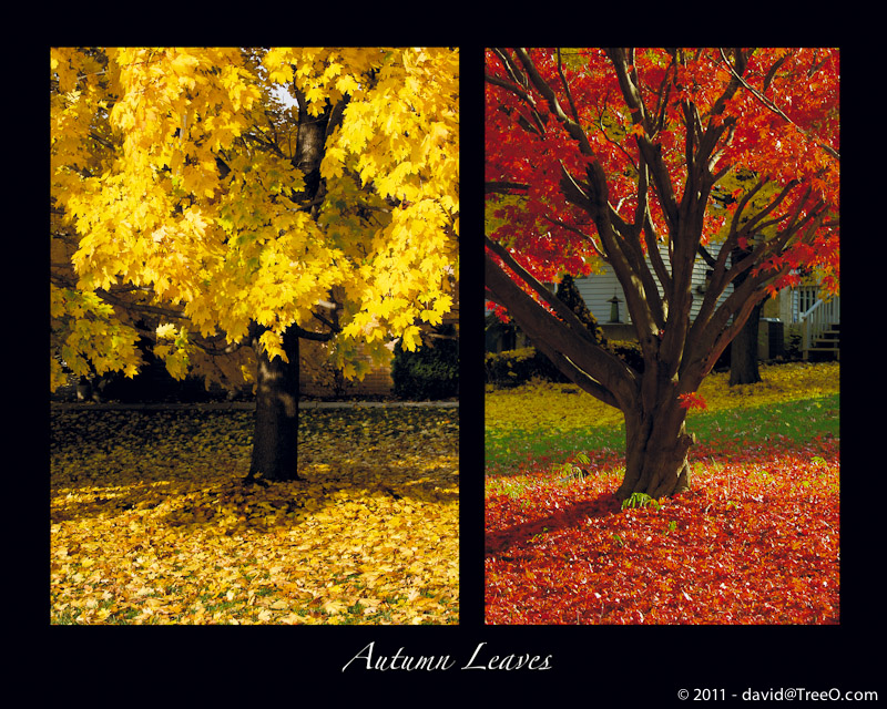 Autumn Leaves