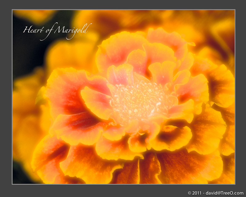 Heart of Marigold