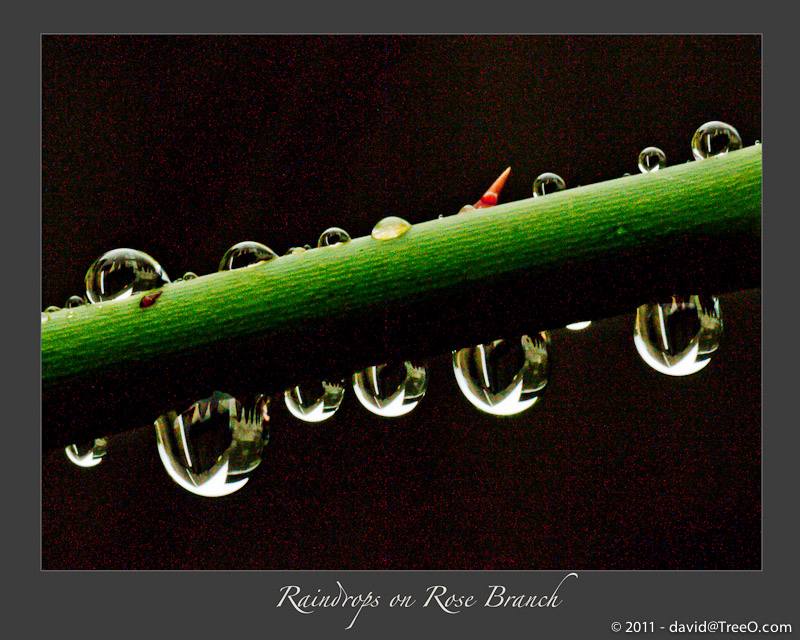 Raindrops on Rose Branch