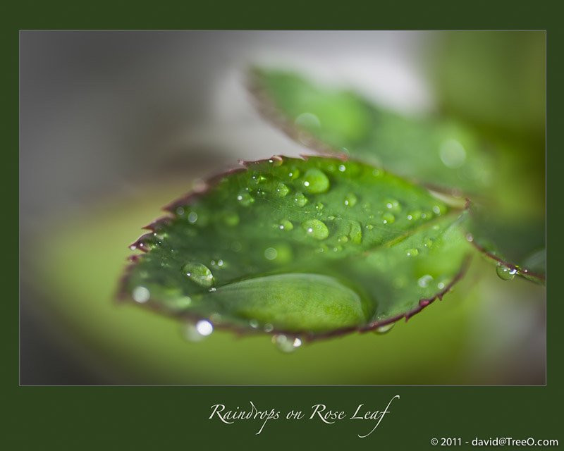 Raindrops on Rose Leaf