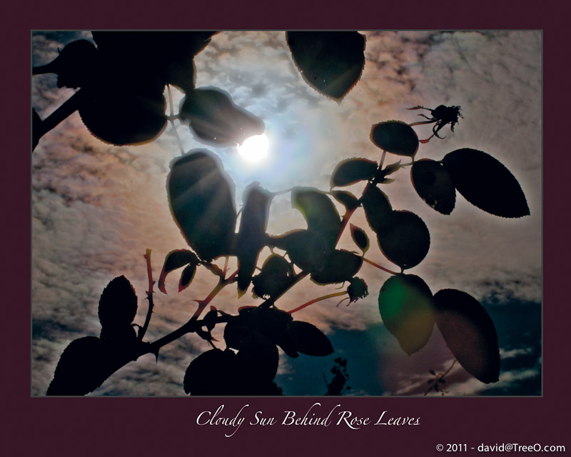 Cloudy Sun Behind Rose Leaves