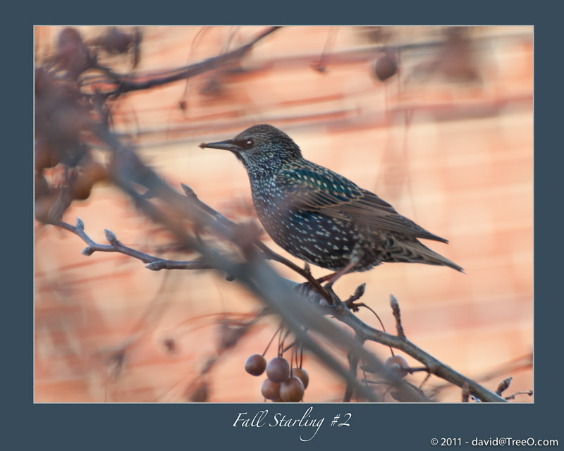 Fall Starling no. 2