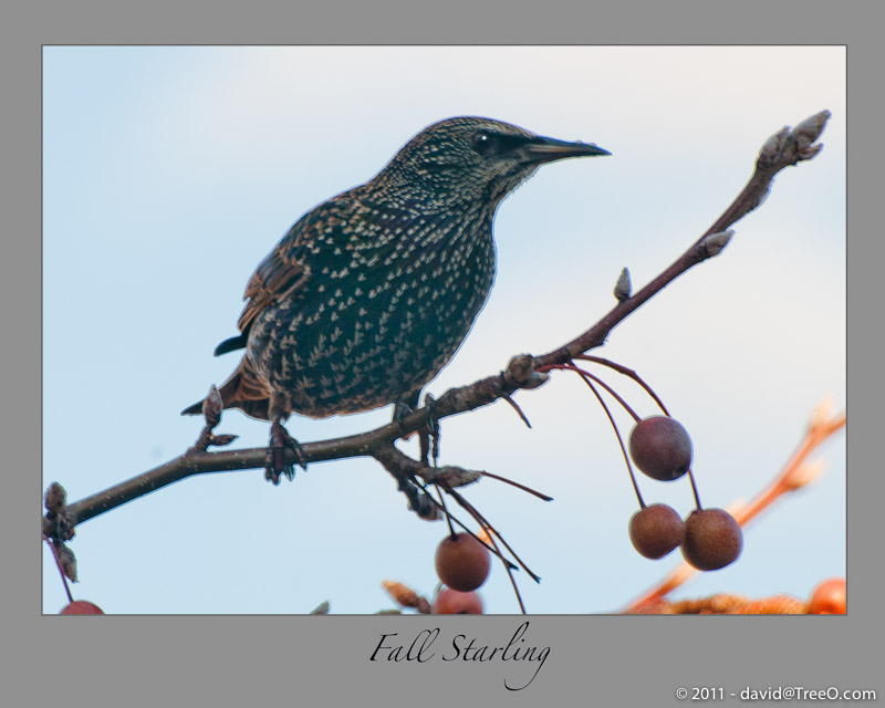 Fall Starling