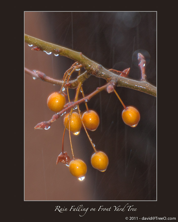 Rain Falling on Front Yard Tree