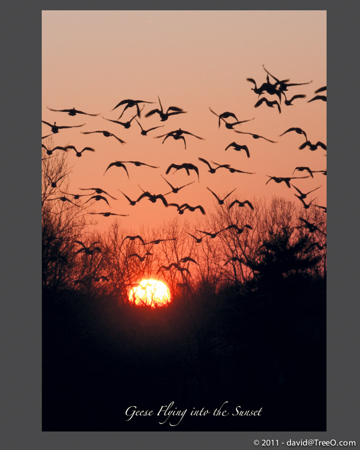 Geese Flying into the Sunset