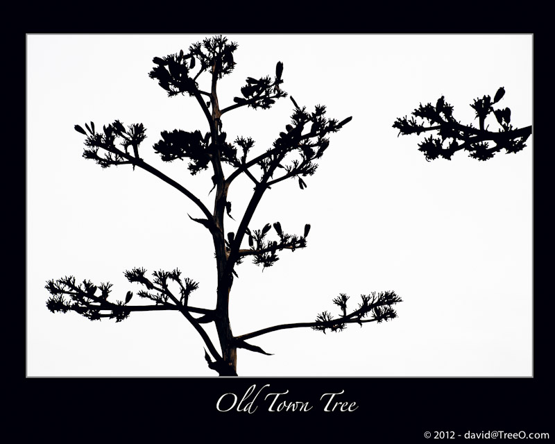 Old Town Tree Silhouette