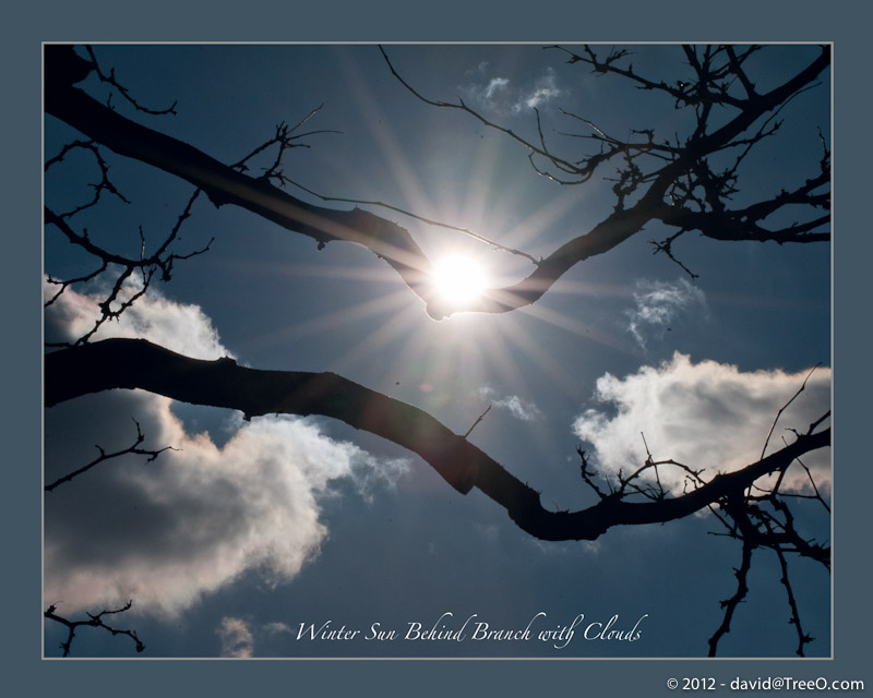 Winter Sun Behind Branch with Clouds