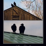 Vultures of New Hope - New Hope, Pennsylvania - February 8, 2008