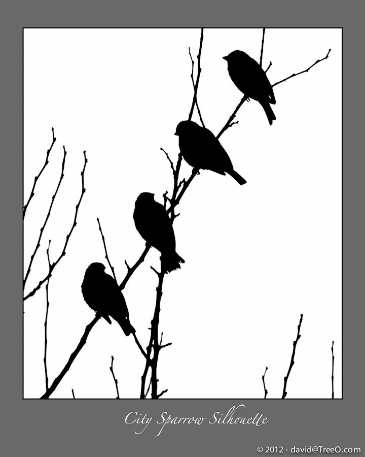 City Sparrows Silhouette