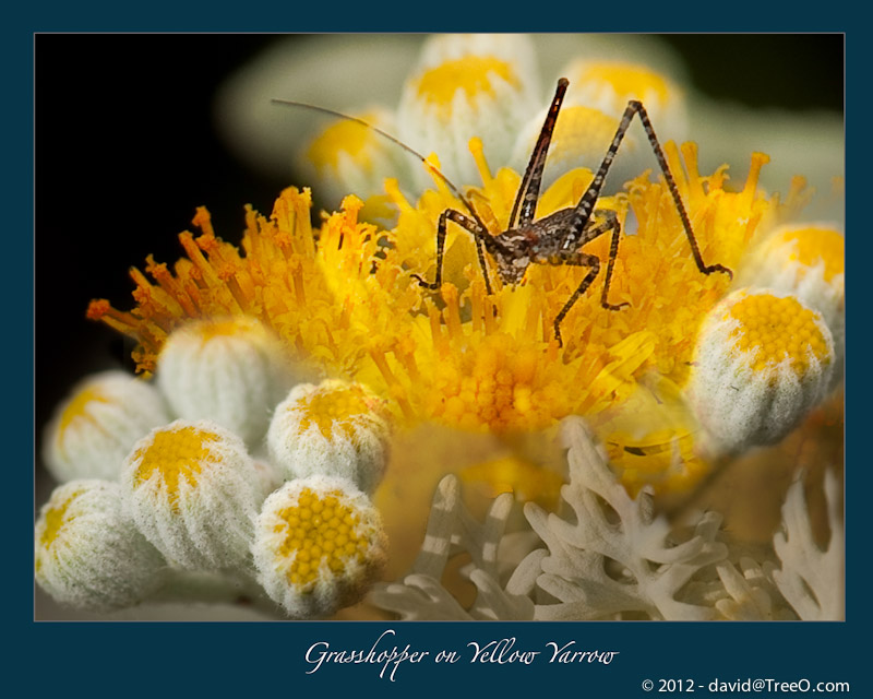 Grasshopper on Yellow Yarrow