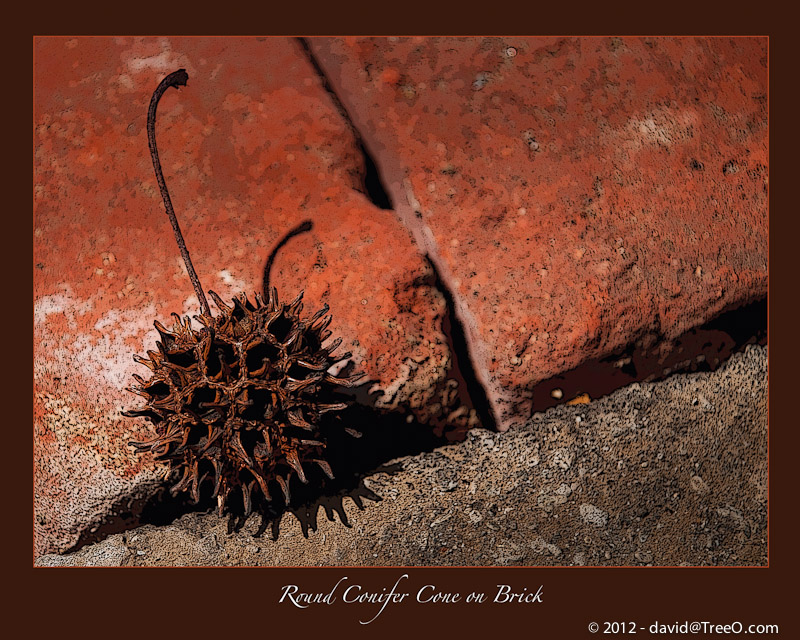 Round Conifer Cone on Brick